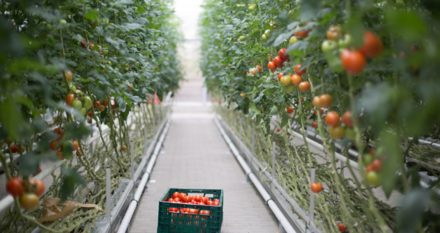 Rows of tomatoes ripening in greenhouse with crate