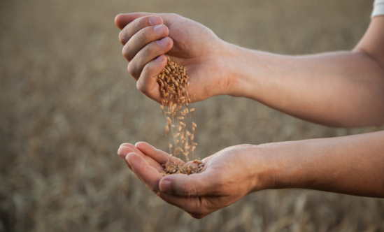man pours wheat from hand to hand on the background of a wheat field